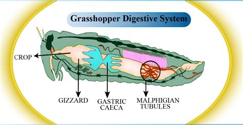 The function of the gizzard seen in grasshopper and cockroach digestive system isA. Removal of ...