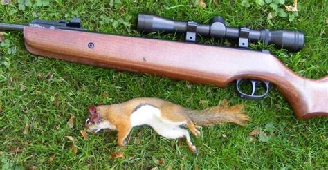 Best Pellet Rifles For Hunting Squirrels | Air Rifle For Hunting | Air ...