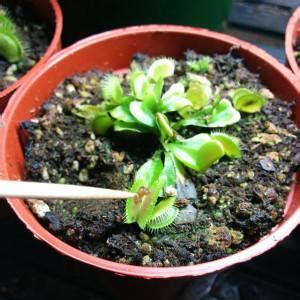 Feed a Venus flytrap - SNAP! - FlytrapCare.com