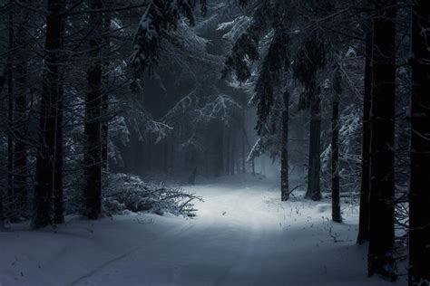 Winter Forest Wallpapers - Wallpaper Cave