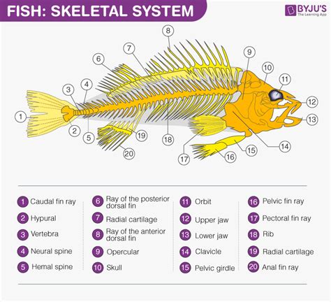 Write a note on fish anatomy. - Biology Q&A