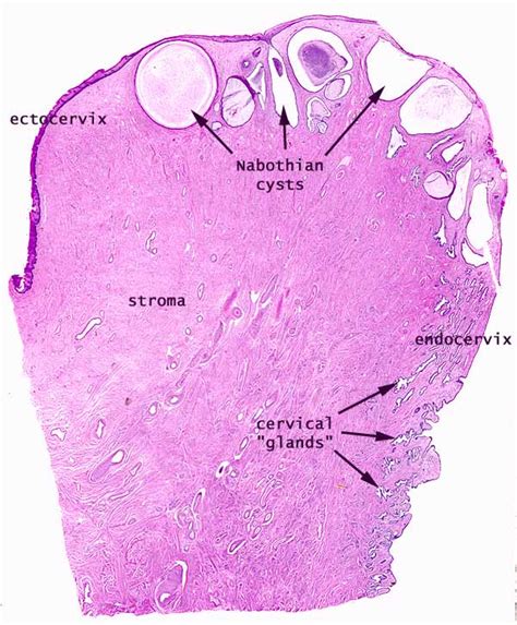 Histology at SIU