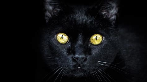 Origins of Black Cat Superstitions!