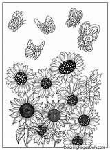 Free Coloring Page Sunflower  Printable Pages sketch template