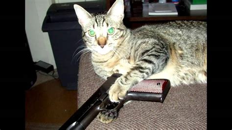 Cats With Guns - YouTube