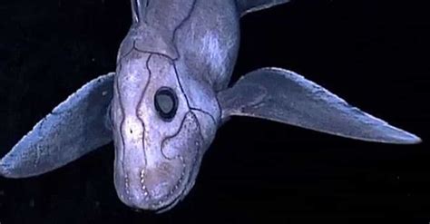 Scariest Deep Sea Creatures, Ranked By How Horrifying They Are