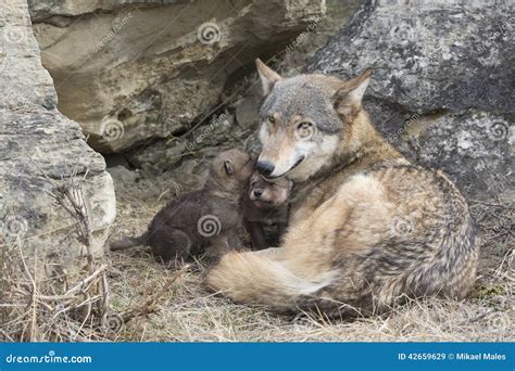 Timber Wolf Mother and Pups at Den Stock Image - Image of america, gaurd: 42659629