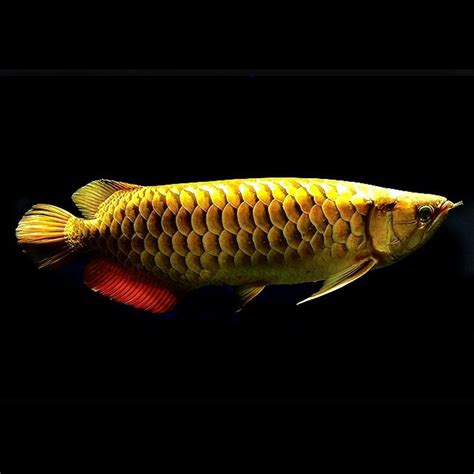 Planet Arowana Golden Head Crossback Arowana