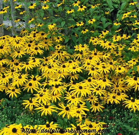 The 10 Best Perennials For Sun And Drought | Perennials