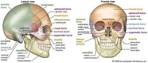 (Left) Lateral and (right) frontal views of the human skull. | Human ...