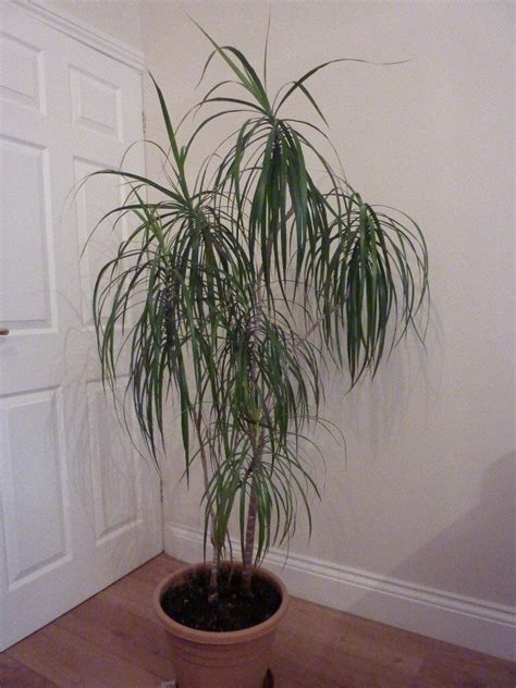 Madagascar Dragon Tree plant - Evergreen indoor shrub in very good condition | in Melton ...