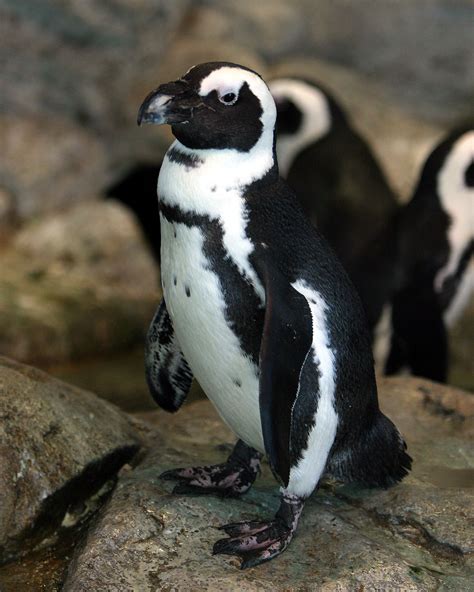 African Black-Footed Penguin | Idaho Falls, ID