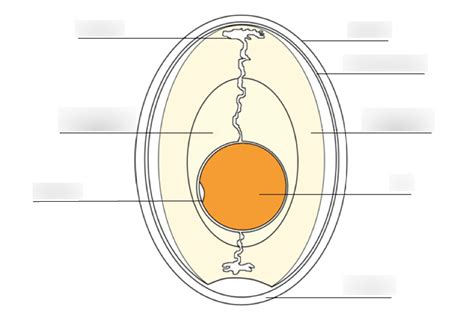 Parts of a Chicken Egg Diagram | Quizlet