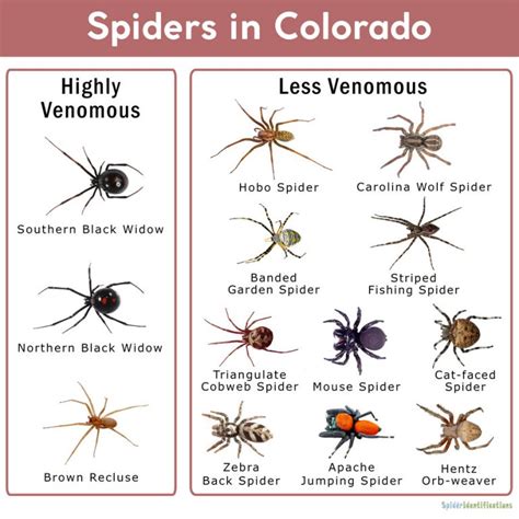 Spiders in Colorado: List with Pictures