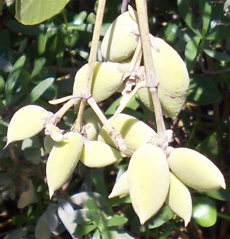 Southwest Florida Shoreline Studies: Black Mangrove "Fruit" in season at Ken Thompson Park