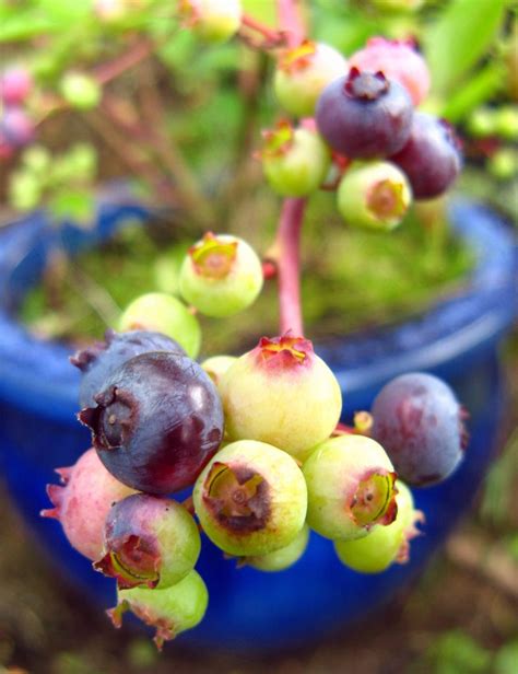 Dwarf Blueberry Varieties Good for Container Gardening | Container gardening vegetables ...