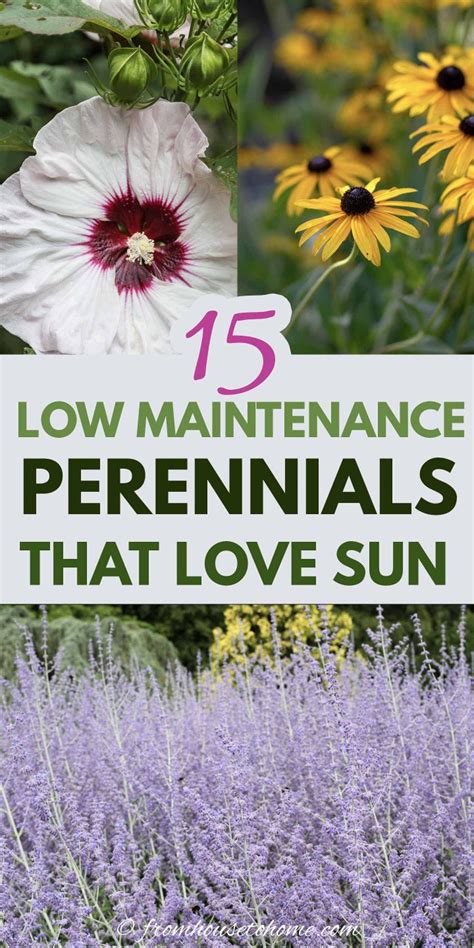 16 Full Sun Perennials: Low Maintenance Plants That Thrive In Sun