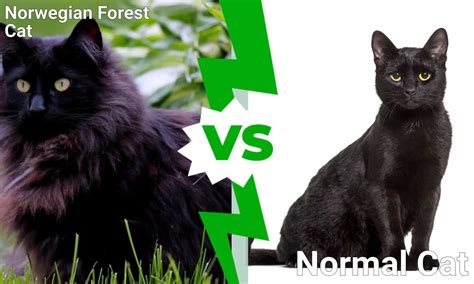 Norwegian Forest Cat Size vs Normal Cat: Just How Big Are They? - A-Z Animals