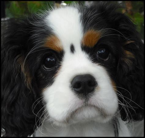 Cavalier king charles spaniel rescue california - menscatering