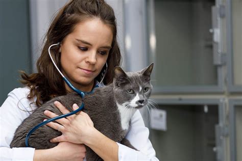 Forms – The Cat Care Clinic Veterinary Services Orange, CA – Cat Hospital Health Veterinarian