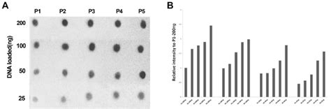 Image de Etoile: Imagej Dot Blot Analysis