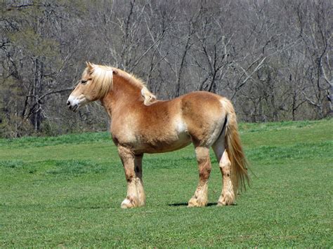 File:Belgian draft horse2.jpg - Wikipedia