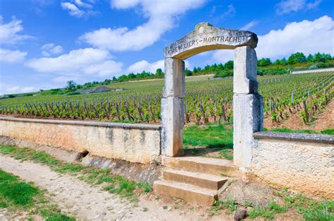 Top Montrachet and Santenay 2019 en primeur wines - Decanter