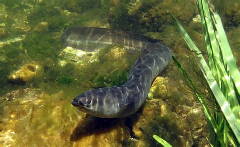 Protecting the European eel