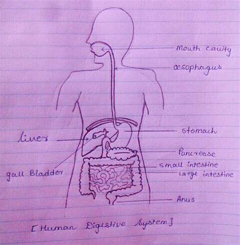 how can i draw a diagram of digestive system easily - Science - Life ...