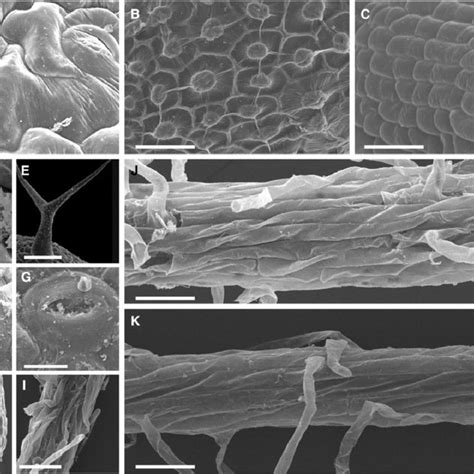 Preliminary RNAlater-fixation investigations. (A, B) Arabidopsis root ...