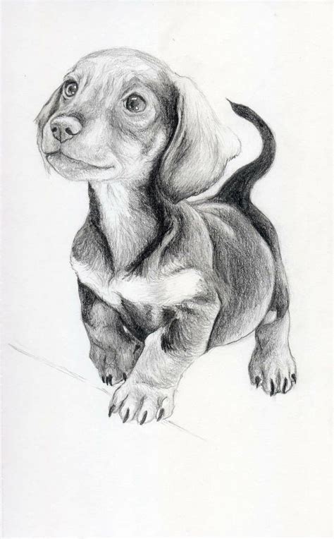 Dachshund Puppy | Animal drawings sketches, Realistic animal drawings ...