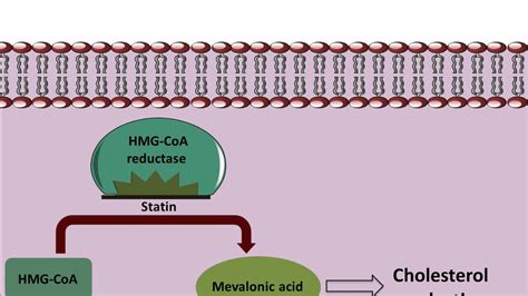 Mechanism of action of Statins - YouTube