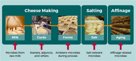 Yogurt, Sour Cream, and Cheese, Oh My! – Milk and Microbes Make ...