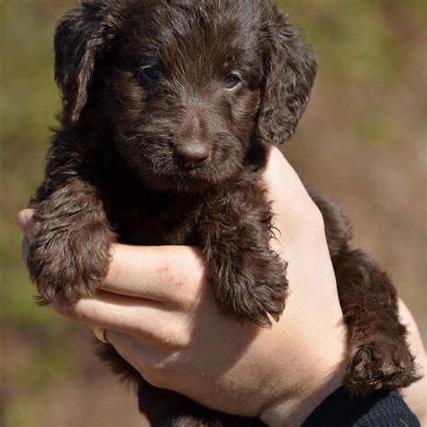 Mini Chocolate Labradoodle Puppy | Chocolate labradoodle, Chocolate labradoodle puppy ...