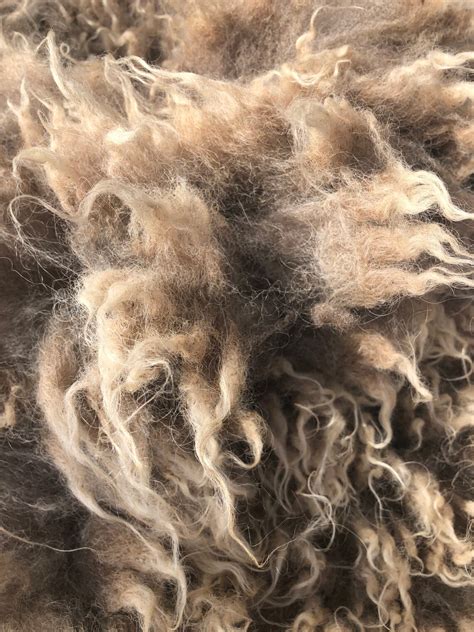 Unwashed Shetland Sheep Wool Brown Guy 4. lbs | Etsy