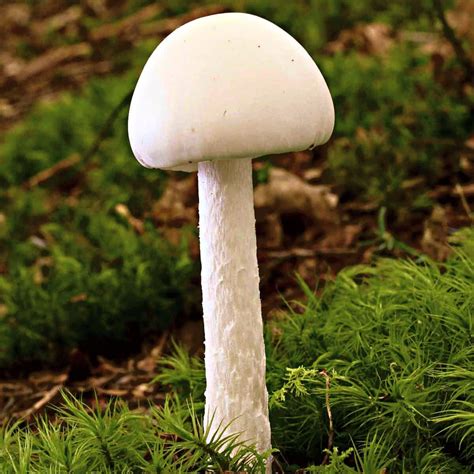 Poisonous Mushrooms - Mushroom Appreciation