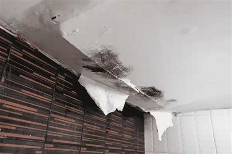 How Ceiling Leak Detection Services Can Save Your Home? - Florida Independent