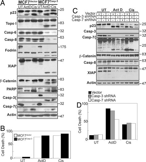 Executioner caspase-3 and caspase-7 are functionally distinct proteases | PNAS