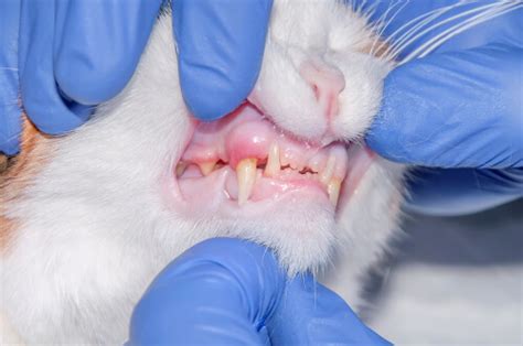 Cat Mouth Cancer: Detection and Treatment of This Feline Health Issue