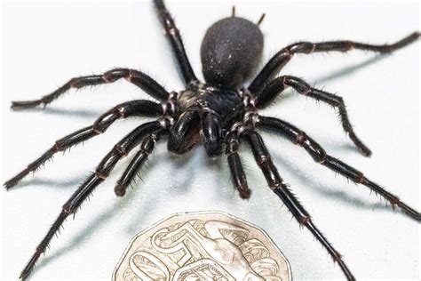 Venomous Funnel-Web Spider Named Hercules Sets Record for His Size