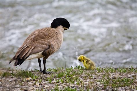 Like Goose, Like Gosling | Cindy Goeddel Photography, LLC