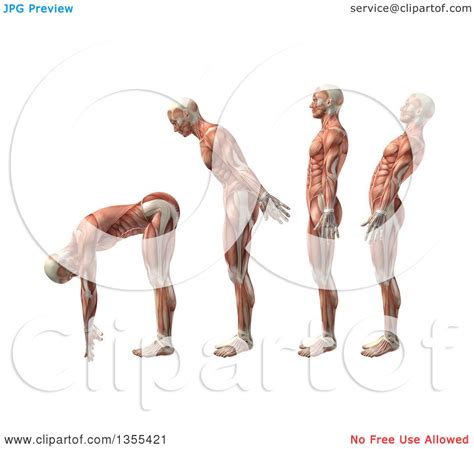 Clipart of a 3d Anatomical Man with Visible Muscles, Showing Trunk ...