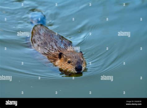 Baby beaver swimming hi-res stock photography and images - Alamy