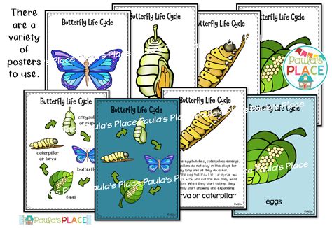 Butterfly Life Cycle Diagram