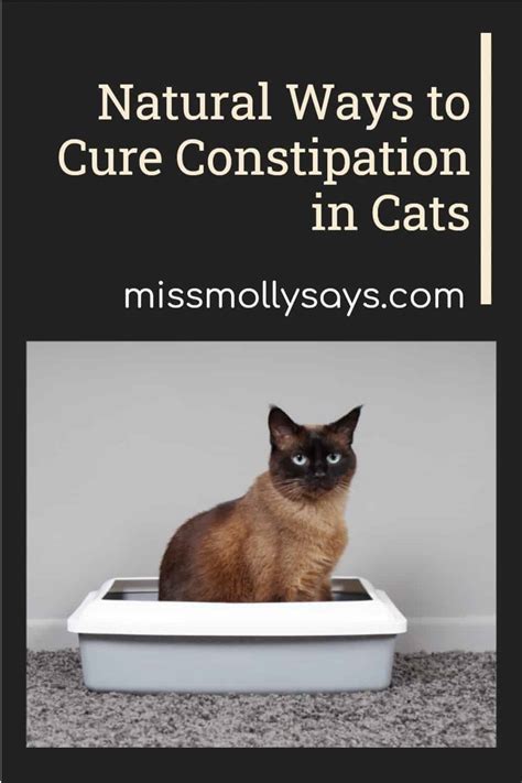 Natural Ways to Cure Constipation in Cats - Miss Molly Says