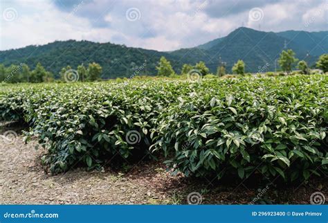 High Mountain Tea Plantations in Taiwan Stock Photo - Image of grow ...