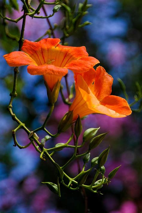 Trumpet creeper | Amazing flowers, Flowers nature, Pretty flowers