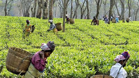 Assam tea workers get a fourth of ‘living wage’: study - The Hindu