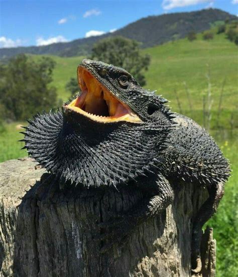 Bearded Dragon on fence post. In the wild they’re often spotted in bushes, trees, and on fence ...