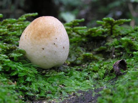 File:Egg shaped mushroom.jpg - Wikimedia Commons